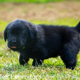 Labrador Retriever Puppies from Puzzles Labradors