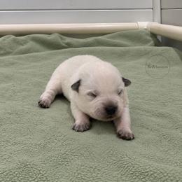 Story - Blue speckled female Australian Cattle Dog puppy in Scurry, Texas from RedHorizon AKC Australian Cattle Dogs (Heelers)