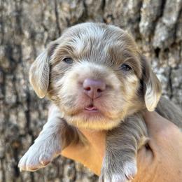 Truffle - Dapple female Dachshund puppy in Bentonville, Arkansas from Boujee Buns Dachshunds