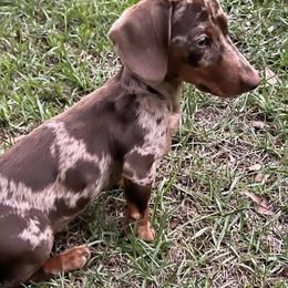 Dachshunds from Holy City Dachshunds