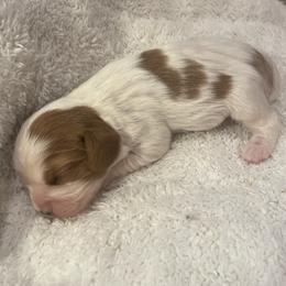 Noel - Blenheim female Cavalier King Charles Spaniel puppy in London, Arkansas from Frosty’s Cavaliers