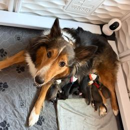 Yellow - Sable and white female Shetland Sheepdog puppy in Katy, Texas from Sherock’s Shelties