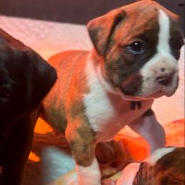 Orange - Brindle male Boxer puppy in East Longmeadow, Massachusetts from Boxer Bliss