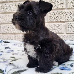 Lyric - Salt and pepper female Miniature Schnauzer puppy in Crestview, Florida from Mert's Creek Miniature Schnauzers