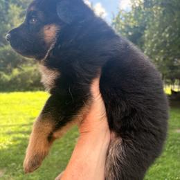 Girl 2 - Black and red female German Shepherd puppy in Carbondale, Kansas from Cunningham German Shepherds, LLC