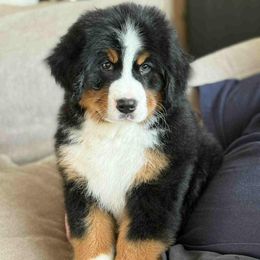 Bernese Mountain Dog puppies from J & J Meadows
