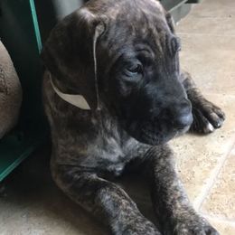 Great Dane Puppies from Daynakin Great Danes LLC