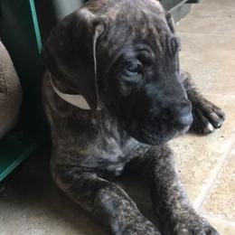 Great Dane Puppies from Daynakin Great Danes LLC