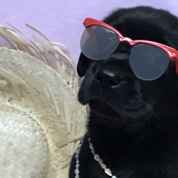 Labrador Retrievers from Crest Kennels