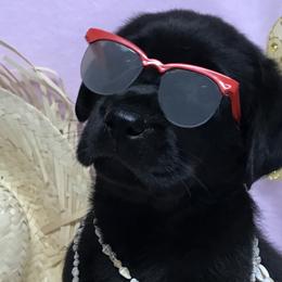 Labrador Retrievers from Crest Kennels