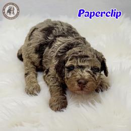 Paperclip - Merle male Bernedoodle puppy in Banner Elk, North Carolina from Walnut Tree Bernedoodles