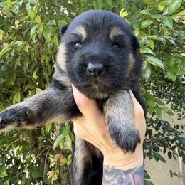 Black and tan female - Black and tan female German Shepherd puppy in California from Singleton Shepherds