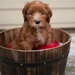 Australian Labradoodle Puppies from Iowa's Lake Park Labradoodles