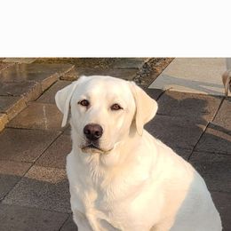 Clover - Labrador Retriever