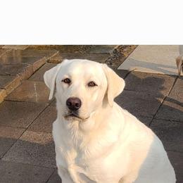 Clover - Labrador Retriever
