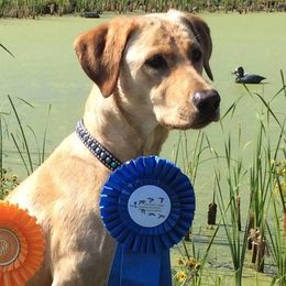 Labrador Retrievers from Leda K-9