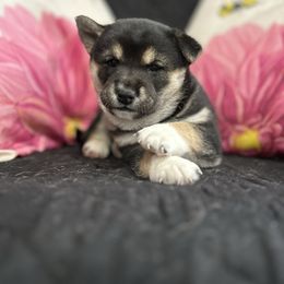 Leroy - Black and tan male Shiba Inu puppy in Ewing Township, New Jersey from NJ Shiba Baby