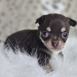 Rocky (Rocky Road) - Chocolate and tan male Chihuahua puppy in Plainfield, Indiana from Abby's Pampered Pooches