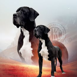 Tarben - Great Dane