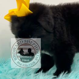 German Shepherd Puppies from Vom Broward Haus