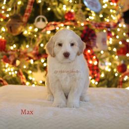 Max - Caramel male Australian Labradoodle puppy in Hurricane, Utah from Red Desert Doodles