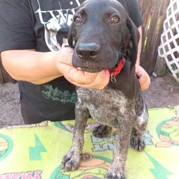 Ron - Black roan male German Shorthaired Pointer puppy in Marble, Florida from Dancin' German Shorthaired Pointer's