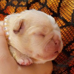 Bulldog and French Bulldog Puppies from Eclipse Bulldogs