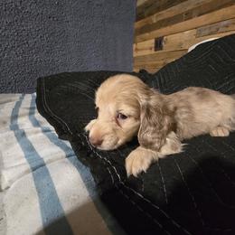 Boy 3 - Dapple male Dachshund puppy in Jackson's Gap, Alabama from Lake Martin Doxies