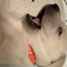 Labrador Retrievers from Matthew McNeely