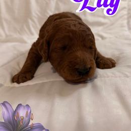 Lilly - Red  female Poodle puppy in Sheridan, California from Renegade Standard Poodles