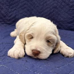 Frosty - Cream male Labradoodle puppy in Camden, North Carolina from Oopsie Doodles of NC