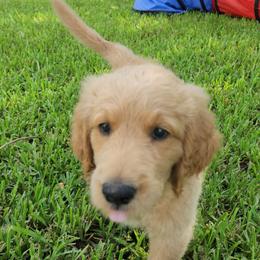 Goldendoodle Puppies from Costa's Curly Canines