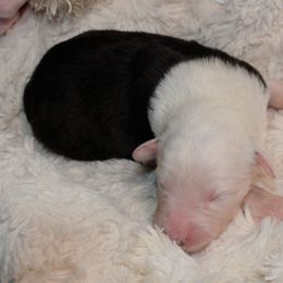 Old English Sheepdog Puppies from Roland Hills Farm