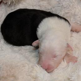 Old English Sheepdog Puppies from Roland Hills Farm