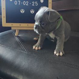 Buzz Lightyear - Blue male French Bulldog puppy in Avondale, Arizona from Montes House of  Frenchies