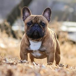 Artemis - French Bulldog