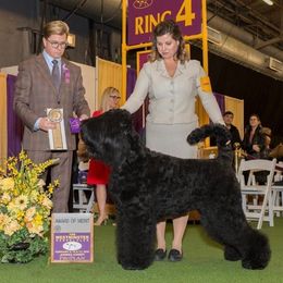 Black Russian Terriers from Cherryhills Black Russian Terriers