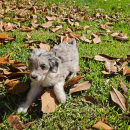 Small mini Aspen - Blue merle female Aussiedoodle puppy in Doerun, Georgia from Twig & Tail Puppies