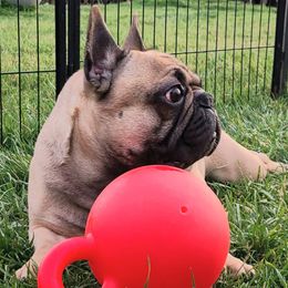 French Bulldogs from Holcomb's French Bulldogs