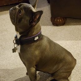 French Bulldogs from Whispering Hope Frenchies