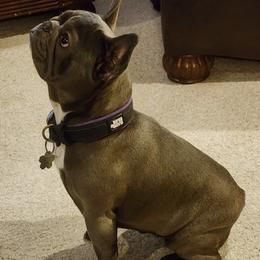 French Bulldogs from Whispering Hope Frenchies