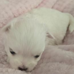 Juliet - White female Maltese puppy in Jacksonville, North Carolina from Grantham Maltese