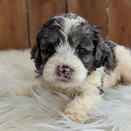 Iris - Merle female Cockapoo puppy in Salt Lake City, Utah from Utah Cocker Spaniels