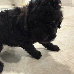 Akc Female purple ribbon - Phantom female Poodle puppy in Dade City, Florida from Oodles of poodles LLC.