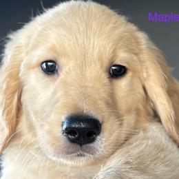 Maple - Golden female Golden Retriever puppy in Vail, Arizona from Retrievers Gold AZ