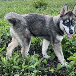 Prometheus - Agouti and white Siberian Husky puppy in Delta, Alabama from Gathering Rock Siberian Huskies