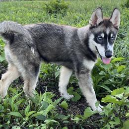 Prometheus - Agouti and white Siberian Husky puppy in Delta, Alabama from Gathering Rock Siberian Huskies