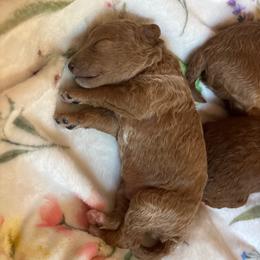 Pascal - Red  male Goldendoodle puppy in Lillington, North Carolina from Peace, Love, and Puppies at the Creek