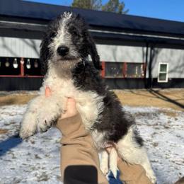 Comet - Parti male Labradoodle puppy in Monticello, Georgia from Daylin’s Doodles & Labradors