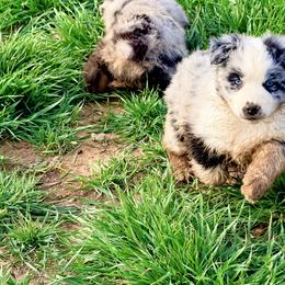 Athena - Blue merle female Australian Shepherd puppy in Mineral Wells, Texas from A6 Australian Shepards